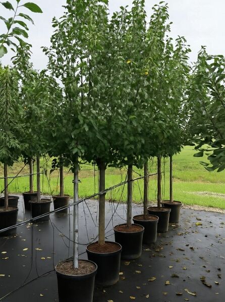 Prunus domestica 'Reine Claude d'Oullins' / Pflaume 'Reine Claude d'Oullins' Halbstamm 12-14 StU im Container, belaubt