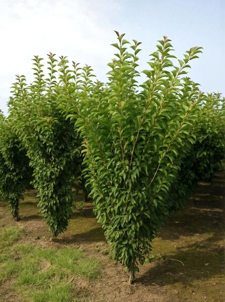 Prunus x hillieri 'Spire' / Zierkirsche 'Spire', 200-250 cm m. Db., schlanker Baum mit dichtem, grünem Laub.