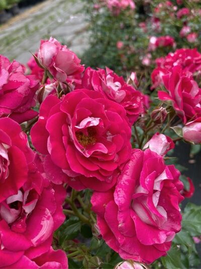 Rosa 'Corazon' / Zwergrose 'Corazon' mit pinkfarbenen, gefüllten Blüten und grünen Blättern am Strauch.