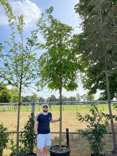 Robinia pseudoacacia 'Frisia' (Goldakazie) Gold-Robinie Hochstamm 14-16 StU im Container mit grünem Laub und geradem Stamm