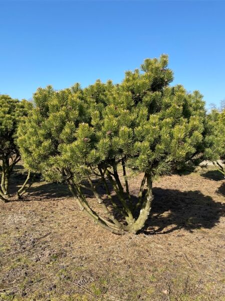 Kugel-Kiefer 'Mops' (Schirmform)  / Pinus mugo 'Mops'