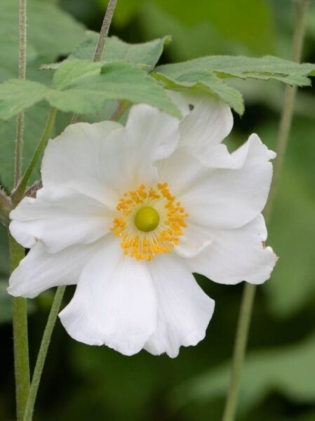 Herbst-Anemone 'Pure White' / Anemone japonica 'Pure White'