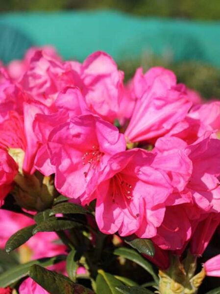 Rhododendron smirnowii 'Nathalie' / Rhododendron 'Nathalie' mit pinken Blüten in dichten Dolden und dunkelgrünem Laub