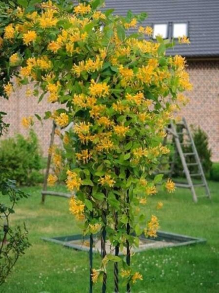 Lonicera tellmanniana / Gold-Geißschlinge