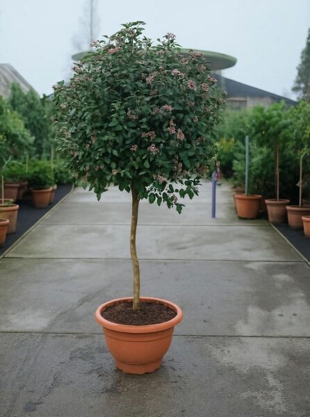Mittelmeer-Schneeball Viburnum tinus 'Eve Price' als Hochstamm ca. 100 cm, im Topf C30 mit immergrünem Laub und Blütenständen.