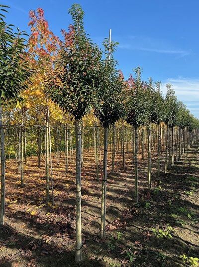 Portugiesischer Kirschlorbeer (Prunus lusitanica 'Angustifolia') Hochstamm mit kugeliger Krone im Quartierfeld.