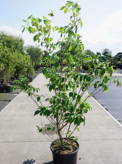 Cornus Kousa 'China Girl', Synonym - Pfla Produktbild-Vorschau 3