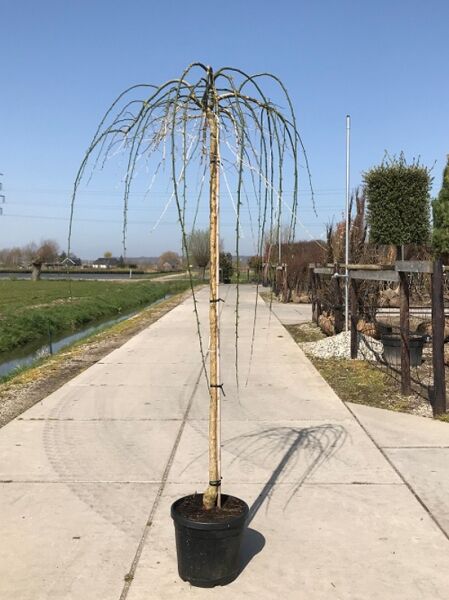 Sophora japonica 'Pendula' (Hängender Perlschnurbaum) Hochstamm 10-12 StU im Container, mit überhängenden Trieben