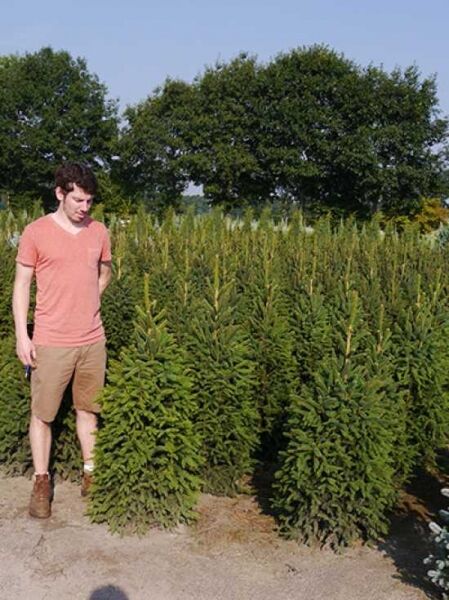 Picea abies 'Columnaris' / Säulen-Fichte 125-150 cm m. B., Solitär, aufrecht wachsend mit dichtem, grünem Nadelkleid