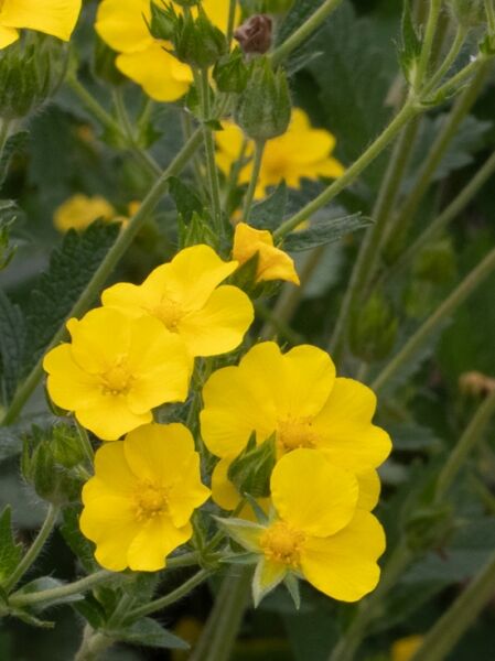 Hohes Fingerkraut / Hohes Fingerkraut