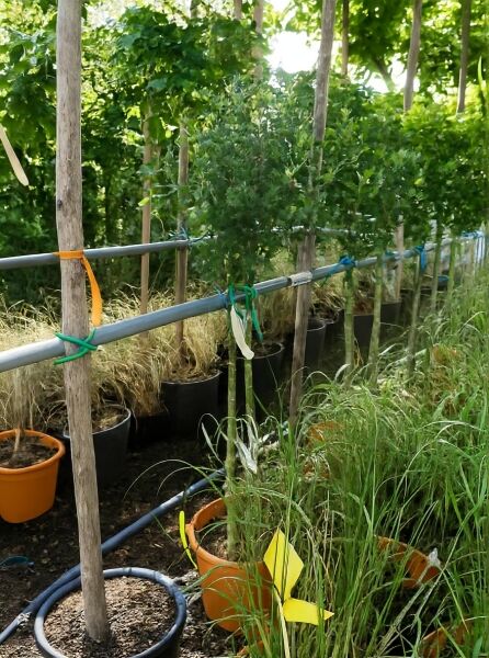 Garten-Eibisch 'Mathilda' (Hibiscus syriacus) als Hochstamm, ca. 80 cm Stamm, im Container C20 mit belaubter Krone.