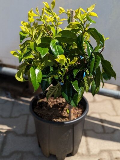 Japanische Kamelie gelb / Camellia japonica gelb