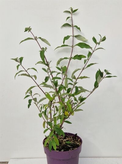Sommerflieder &#039;’Berries and Cream‘® / Schmetterlingsflieder &#039;Berries and Cream&#039;® / Buddleja davidii &#039;’Berries and Cream‘®