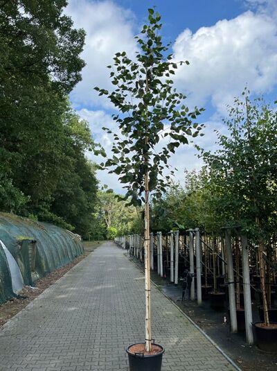 Weißrindige Himalaja-Birke 'Doorenbos' (Betula utilis) Hochstamm 14-16 StU im Container, schlanker Stamm mit grünen Blättern