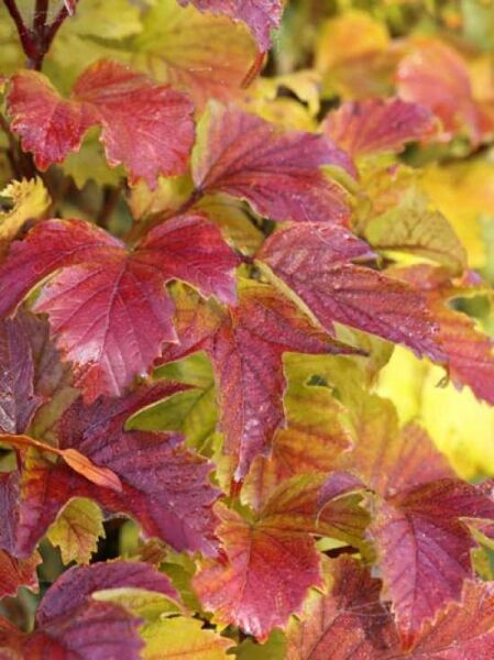 Schneeball 'Onondaga' / Viburnum sargentii 'Onondaga'