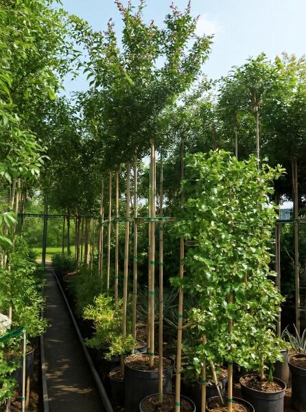 Lagerstroemia indica, Flieder des Südens (weiße Blüte), Hochstamm 8–10 StU im Container, mit Stützpfählen und grünem Laub.