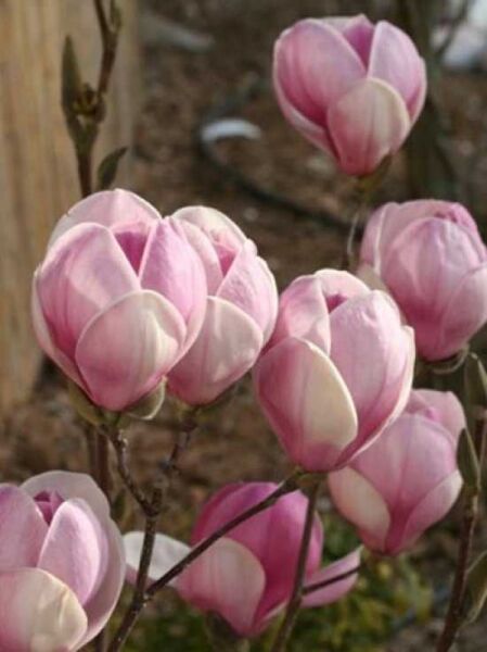 Magnolia soulangiana 'Sundew' / Tulpen-Magnolie 'Sundew'