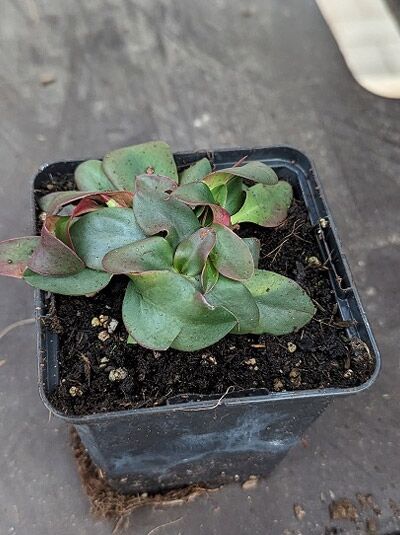 Ungarischer Steppen Blauschleier / Limonium gmelinii subsp. hungaricum