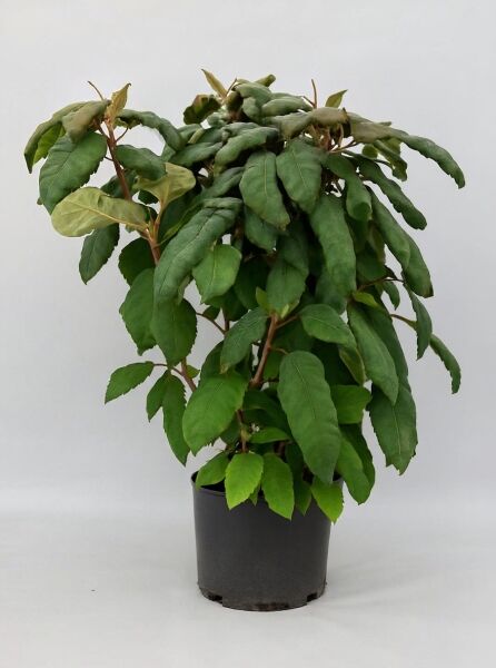 Samt-Hortensie Hydrangea aspera 'Macrophylla' 100-125 cm C20, kompakter Strauch im schwarzen Pflanztopf mit grünem Laub.