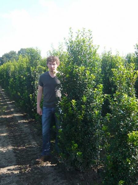 Stechpalme Ilex meserveae 'Blue Prince' Solitär, 200–225 cm mit Drahtballen, aufrechter dichter Strauch im Feldbestand.