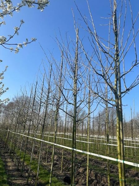 Zweigriffeliger Weißdorn (Crataegus laevigata) Hochstamm 16–18 StU mit Drahtballen, laublose Jungbäume in Reihen auf Feldfläche.
