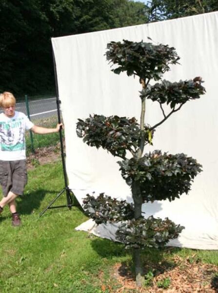 Garten-Bonsai Blutbuche (Fagus sylvatica 'Purpurea') H: 210 cm, B: 120 cm, mehrstöckig geschnittene Krone, dunkles Laub