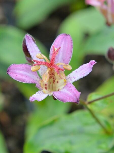 Tricyrtis hirta 'Taiwan Adbane' /