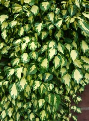 elefantenfuß beaucarnea recurvata Beaucarnea recurvata (ELEFANTENFUß) – DesertSTORE.es