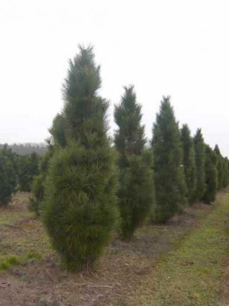 Pinus nigra 'Pyramidalis' / Säulenschwarzföhre