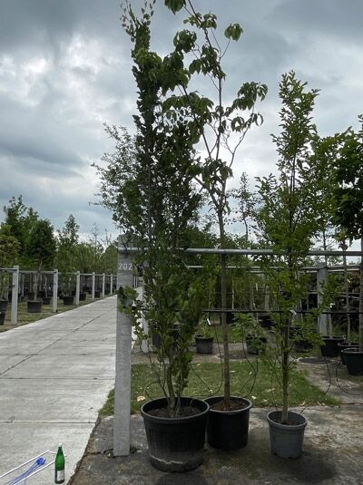 Säulen-Buche 250-300 cm / Fagus sylvatica 'Dawyck' (719538)