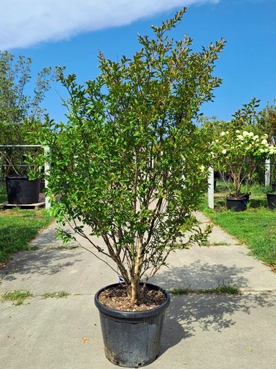 Kreppmyrte / Kräuselmyrte 'Purple Star' mehrstämmig - Lagerstroemia indica 'Purple Star' (876199)