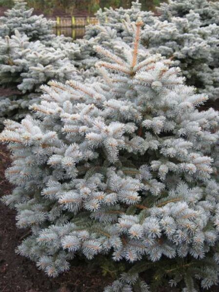 Picea pungens 'Montgomery' / Stech-Fichte 'Montgomery', blaugrüne, dicht verzweigte Nadelgehölz-Pflanze, 80-100 cm m. B.