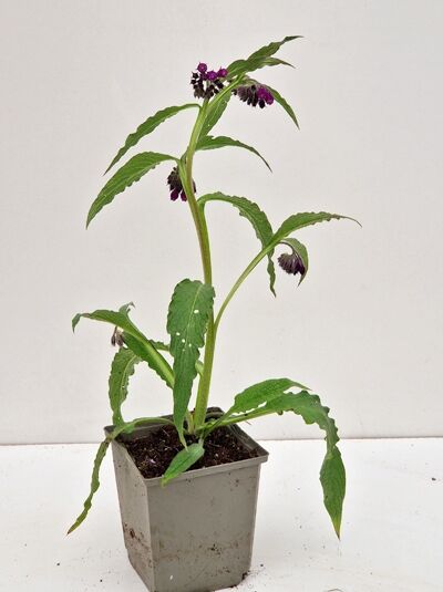 Symphytum officinale (Echter Beinwell) Beinwurz im P9-Topf, junge Pflanze mit grünen Blättern und violetten Blütenständen