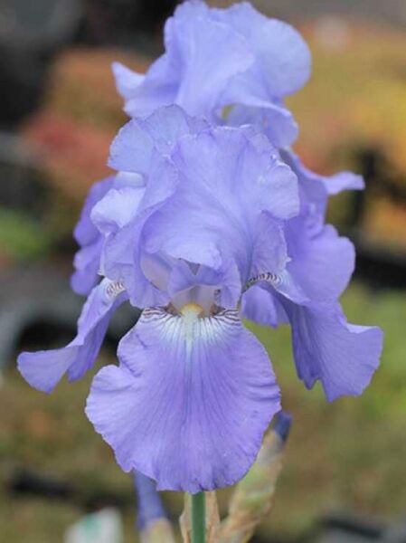 Iris barbata-elatior 'Harbor Blue' / Hohe Bart-Schwertlilie 'Harbor Blue' / Beet-Schwertlilie 'Harbor Blue'