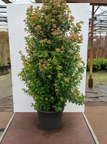 Viburnum tinus (Mittelmeer-Schneeball) 150-175 cm C50, buschige Pflanze im Container mit grünem Laub und Blütenständen