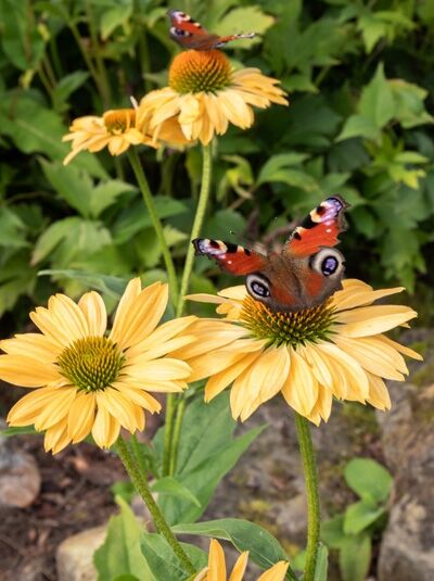 Purpur-Sonnenhut 'Aloha ®' / Purpur-Sonnenhut 'Aloha ®'