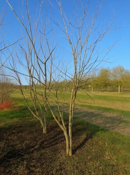 Koelreuteria paniculata, Blasenesche/Blasenbaum, 350–400 cm, mehrstämmiger Baum mit Stamm und verzweigten Ästen ohne Laub