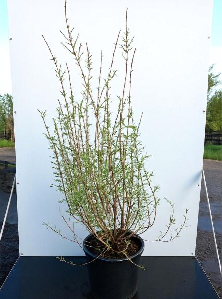 Salix purpurea 'Nancy Saunders' (Purpurweide), Zwerg-Purpur-Weide, 125-150 cm, C20 im Topf mit aufrechten Trieben und schmalen Blättern