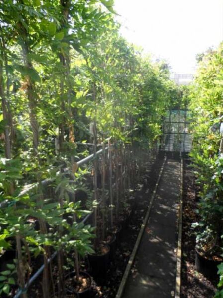 Blauregen 'Issai' / Blauregen 'Issai'