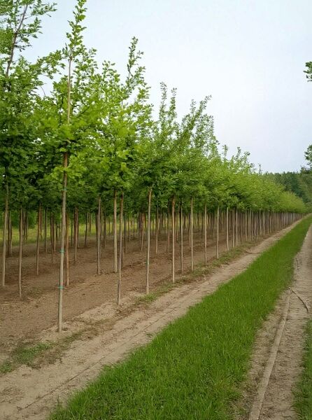 Quercus robur (Stiel-Eiche/Sommer-Eiche) Hochstamm 14-16 StU, Bäume in Reihe mit geradem Stamm und grüner Krone.