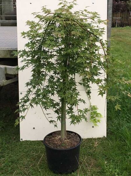 Grüner Hänge-Fächer-Ahorn 'Ryusen' (Acer palmatum 'Ryusen'), 100 cm Stamm, im Container C20 mit grünem, überhängendem Laubkranz.
