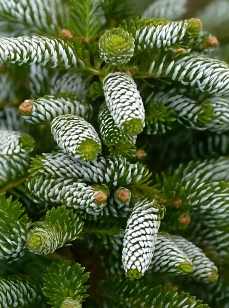 Korea-Tanne ‘Silberlocke’ (Abies koreana ‘Silberlocke’), Nahaufnahme von Zweigen mit silbrig-weißen Nadeln und frischen Triebspitzen.