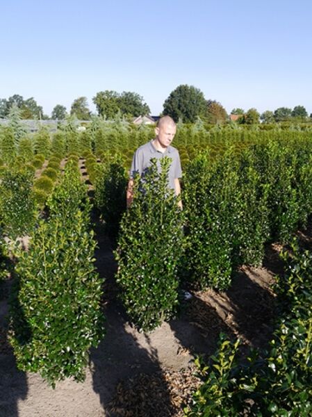Ilex meserveae „Heckenfee“ / Stechpalme „Heckenfee“ 125–150 cm m. B., aufrecht wachsender Strauch in der Baumschule