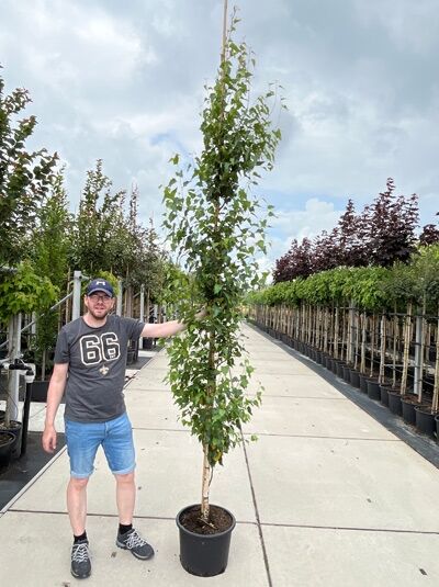 Betula pendula (Sand-Birke) als Hochstamm im Topf C70, ca. 350–400 cm, schlanker Stamm mit grünem Laub.