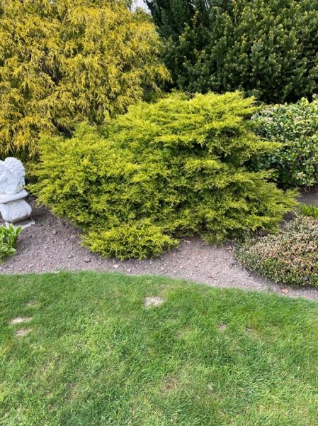Juniperus media 'Old Gold' / Kriech-Wacholder 'Old Gold', flach wachsender Bodendecker mit goldgelbem Nadellaub im Beet