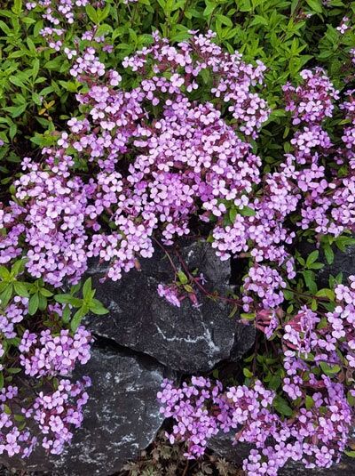 Kissen-Seifenkraut / Saponaria ocymoides