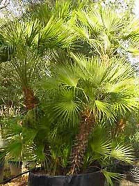 Chamaerops humilis / Europäische Zwergpalme