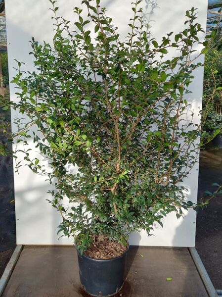 Osmanthus burkwoodii / Frühlings-Duftblüte, immergrüner Strauch im Topf, 80-100 cm, C30, mit verzweigten Trieben und grünen Blättern.