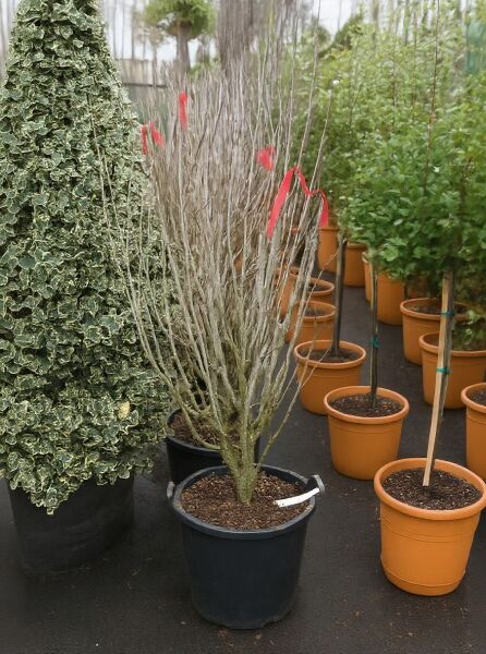 Chinesischer Judasbaum 'Avondale' (Cercis chinensis 'Avondale'), 125-150 cm, C35, mehrstämmig mit kahlen Trieben im Container.