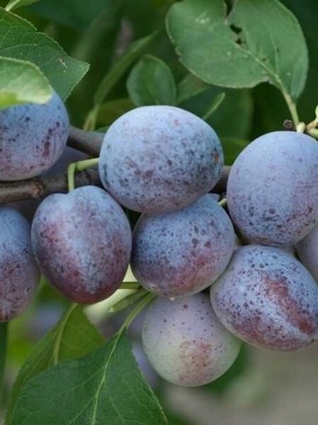 Pflaume 'Priesterkes' / Prunus domestica 'Priesterkes'